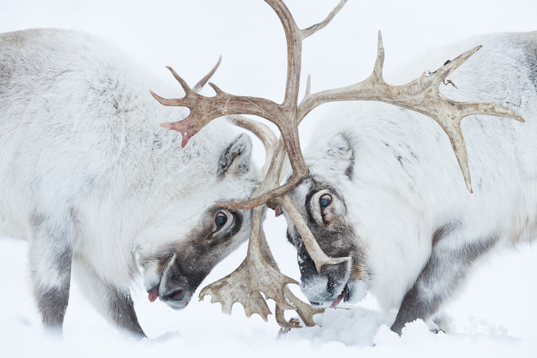 Head to head («Лицом к лицу»). Победитель в номинации «Поведение млекопитающих». <p>Шпицбергенские олени сражаются за контроль над гаремом (то есть правом спариваться на этой территории).</p>