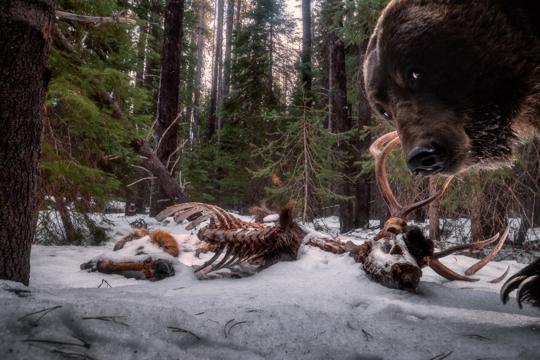 Grizzly leftovers («Объедки гризли»). Победитель в номинации «Животные в среде обитания». <p>Медведь гризли смотрит в камеру на фотоловушке у останков оленя. По словам фотографа, когда он вернулся к ловушке, она была сломана, а этот кадр был последним на флешке.</p>